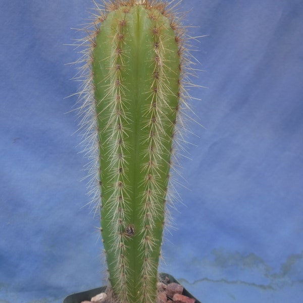 Pilosocereus machrisii Cactus en pot de 3,25 po. Sz 6 po à 10 po. de haut Belle grande plante