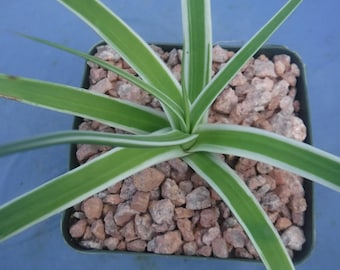 Blue Agave Americana Century Plant (bare Root) - Etsy Canada