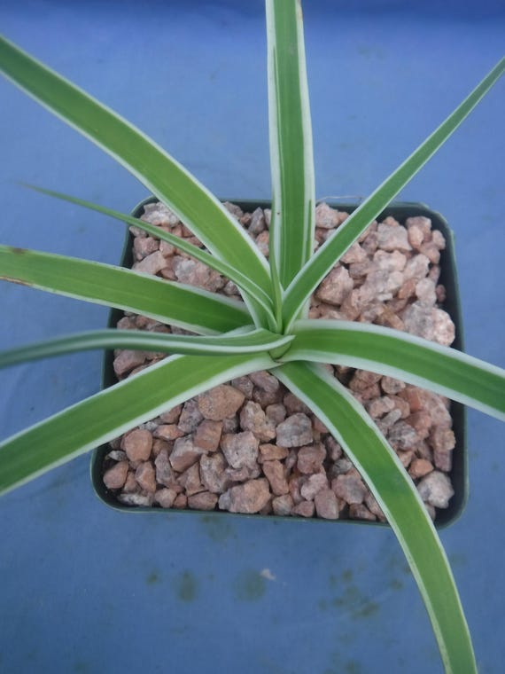 Agave Bracteosa 'monterrey Frost' VARIEGATED Starter Plant 4"-6" Wide  Graceful Curving Leaves! - Etsy