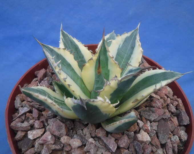 Agave Titanota snaggle Tooth VARIEGATED Super Rare 3 Wide