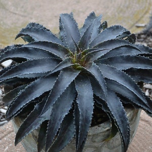 Black Magic Super DARK Mangave STARTER Plant Agave & Manfreda Hybrid 3" Wide