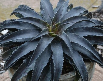 Black Magic Super DARK Mangave STARTER Pflanze Agave & Manfreda Hybrid 3" breit