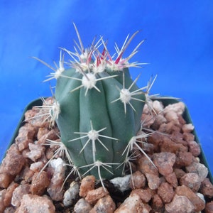 Ferocactus santa-maria Cactus 3.25 Tamaño de la olla RARO Muy difícil encontrar especies imagen 9