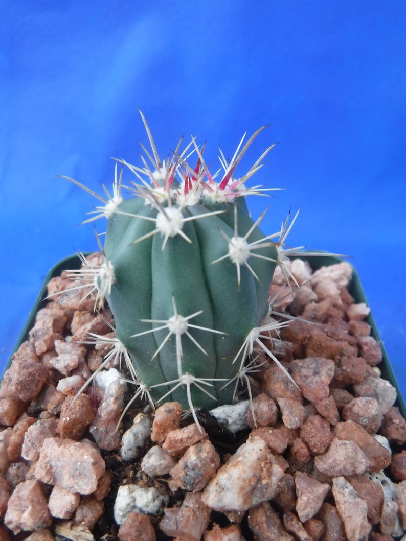 Ferocactus santa-maria Cactus 3.25 Tamaño de la olla RARO Muy difícil encontrar especies imagen 9
