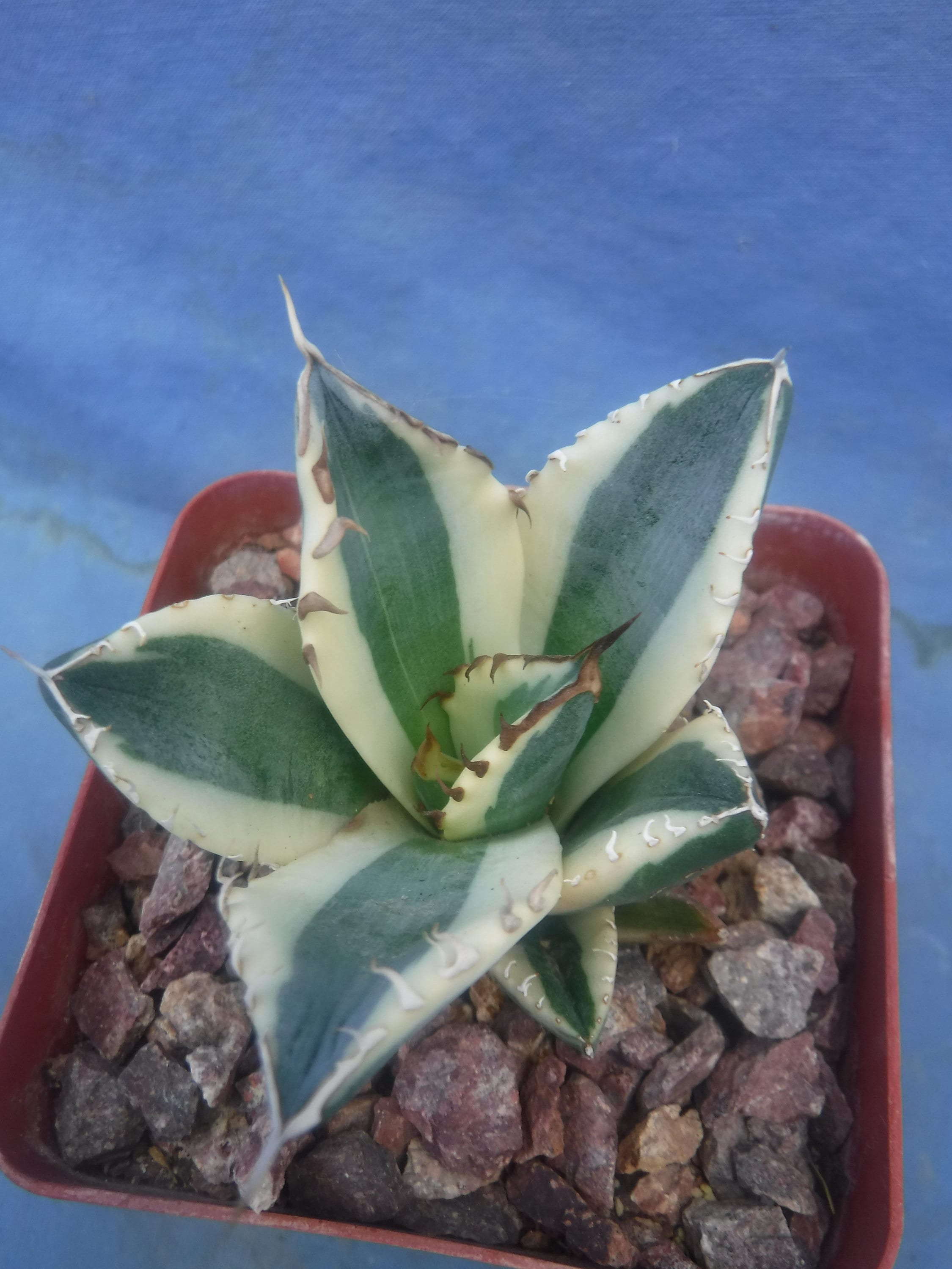 Agave Titanota Snaggle Tooth VARIEGATED 2