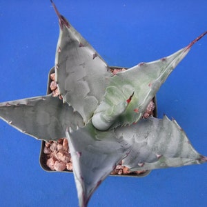 Agave colorata &quot;Big Tooth Blue&quot; Nice Starter Plants Great Leaf Impressions/Color 3&quot; to 5&quot; Wide