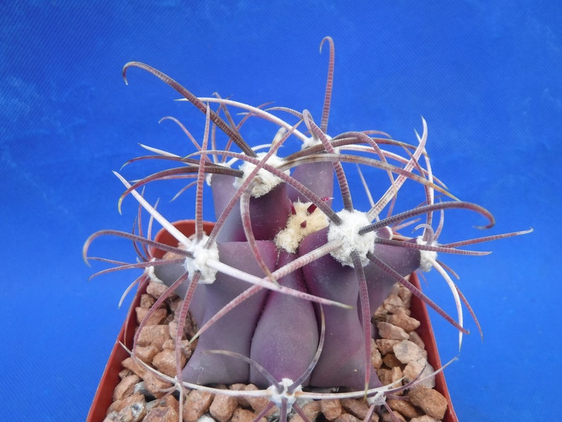 Ferocactus emoryi Cactus Plant