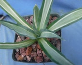 Agave desmettiana "Quicksilver" bunte Agave-Starterpflanze 3 "bis 4" breite  grne / silbrige Farbe Sehr selten! - Etsy.de