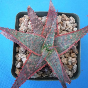 Aloe Hybrids 1, 2, 3, 4, 5, 6, 7, or 8 Different Cultivars GROWERS CHOICE BLOWOUT! Super Sale! 3&quot; Pot Size!