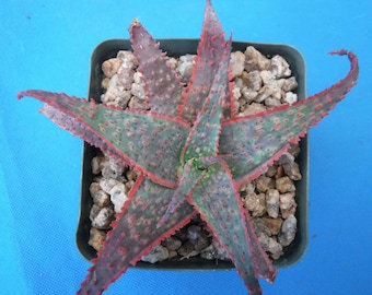 Aloe Hybrids 1, 2, 3, 4, 5, 6, 7, or 8 Different Cultivars GROWERS CHOICE BLOWOUT! Super Sale! 3" Pot Size!