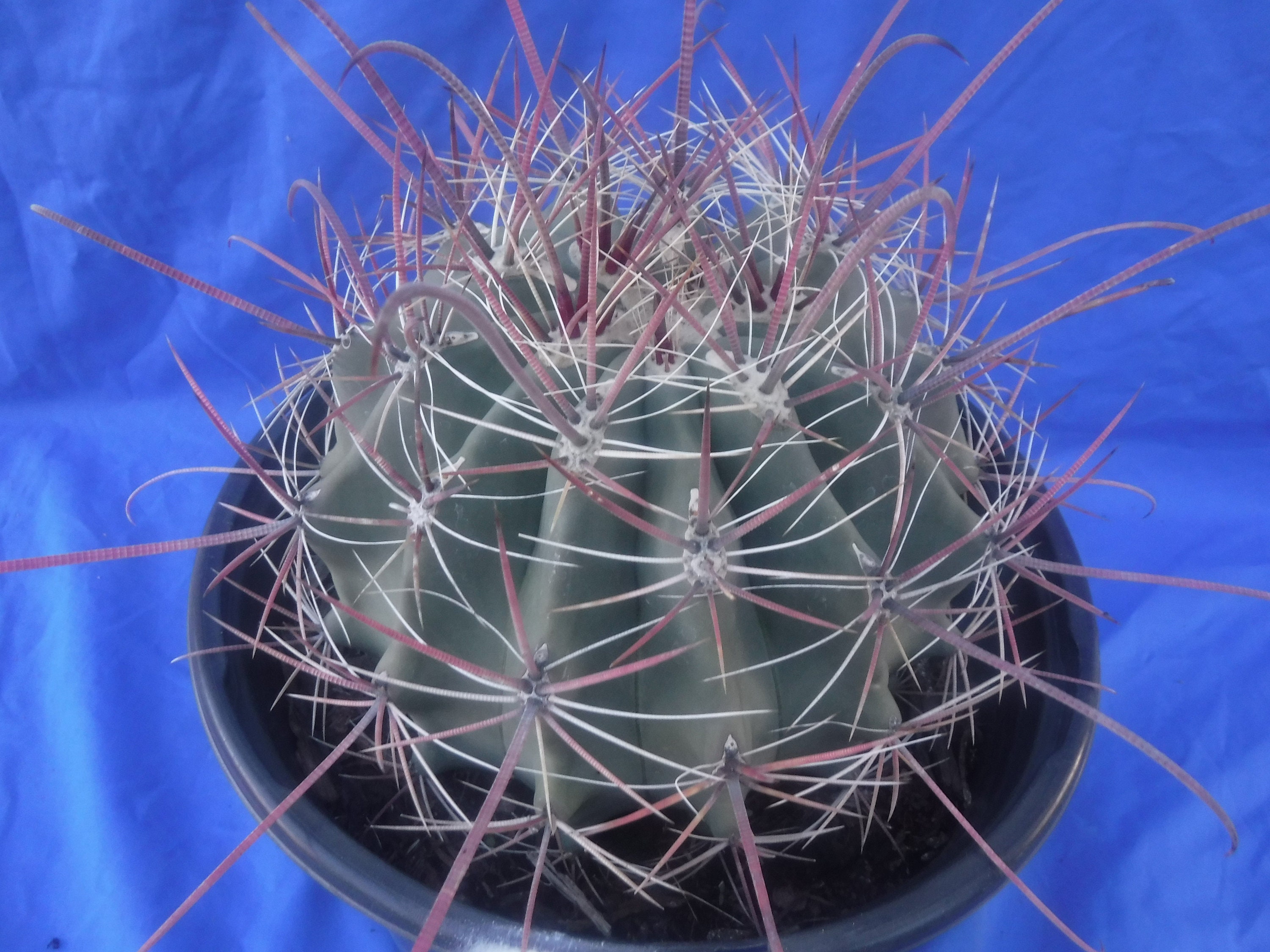Ferocactus rectispinus Cactus Longest Spines! 4"-5"! Up to 10" LARGE Plant! DEAL! Gorgeous Plants! 7" to 9" Wide Body!