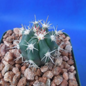 Ferocactus santa-maria Cactus 3.25 Tamaño de la olla RARO Muy difícil encontrar especies imagen 2