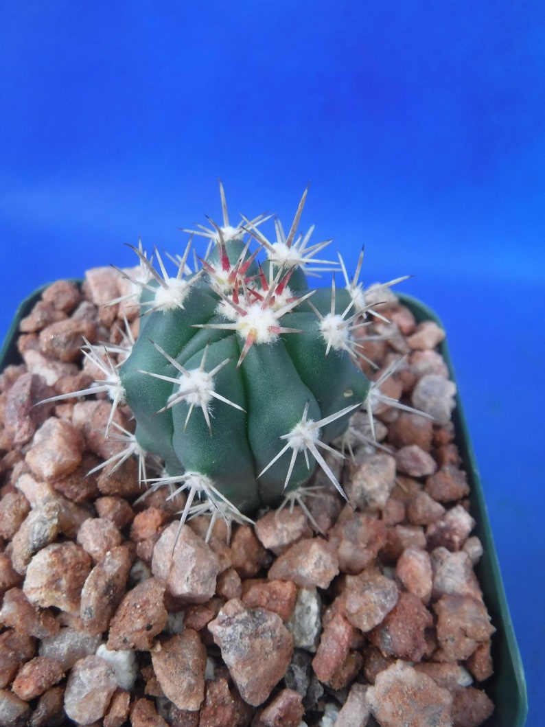 Ferocactus santa-maria Cactus 3.25 Tamaño de la olla RARO Muy difícil encontrar especies imagen 2