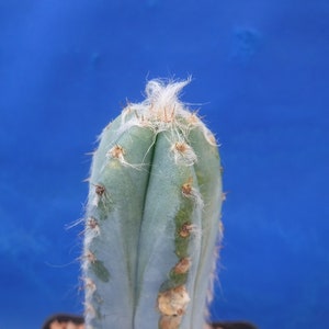 Pilosocereus pachycladus Super Blue Very Hairy Columnar 610 Tall Very BLUE image 6