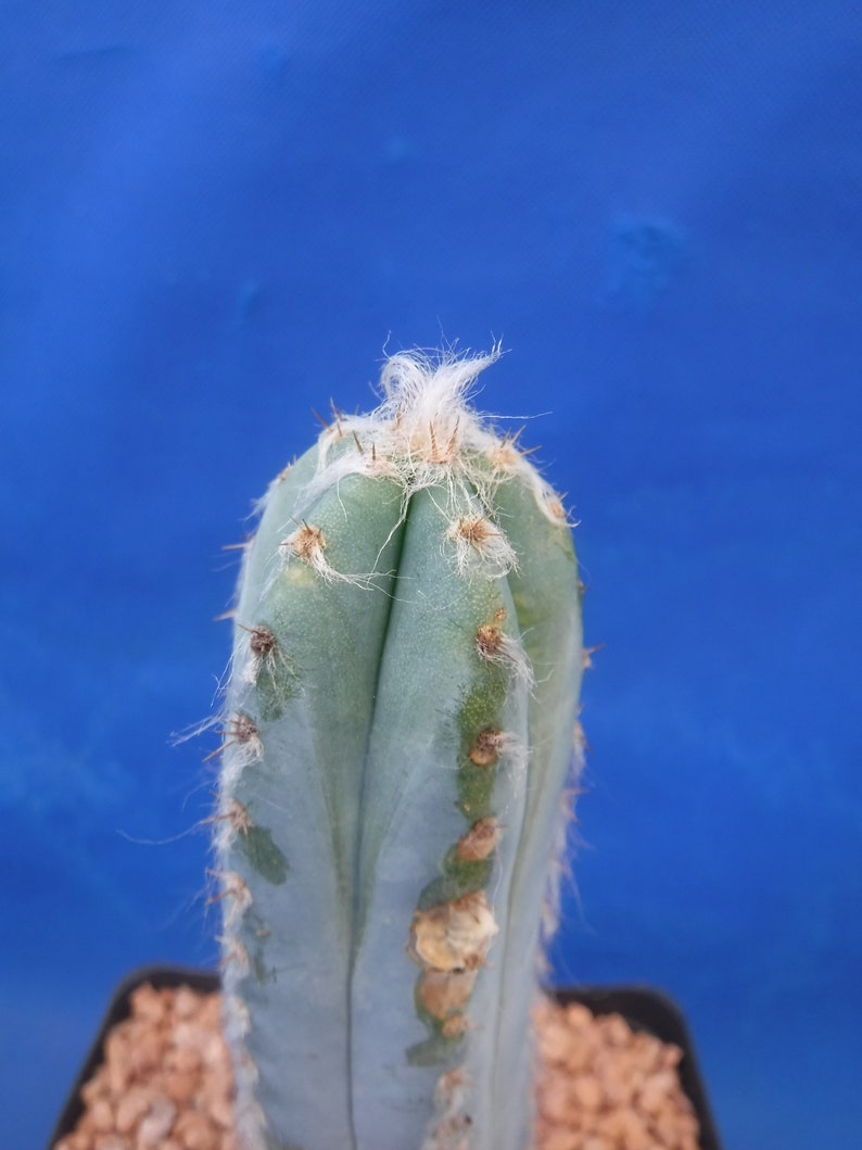 Pilosocereus pachycladus Super Blue Very Hairy Columnar 610 Tall Very BLUE image 6