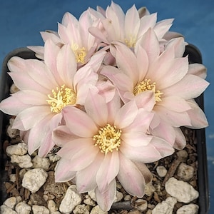 Gymnocalycium bruchii MINIATURE Cactus! Pink Flowers! Blooming Size! Clumping!