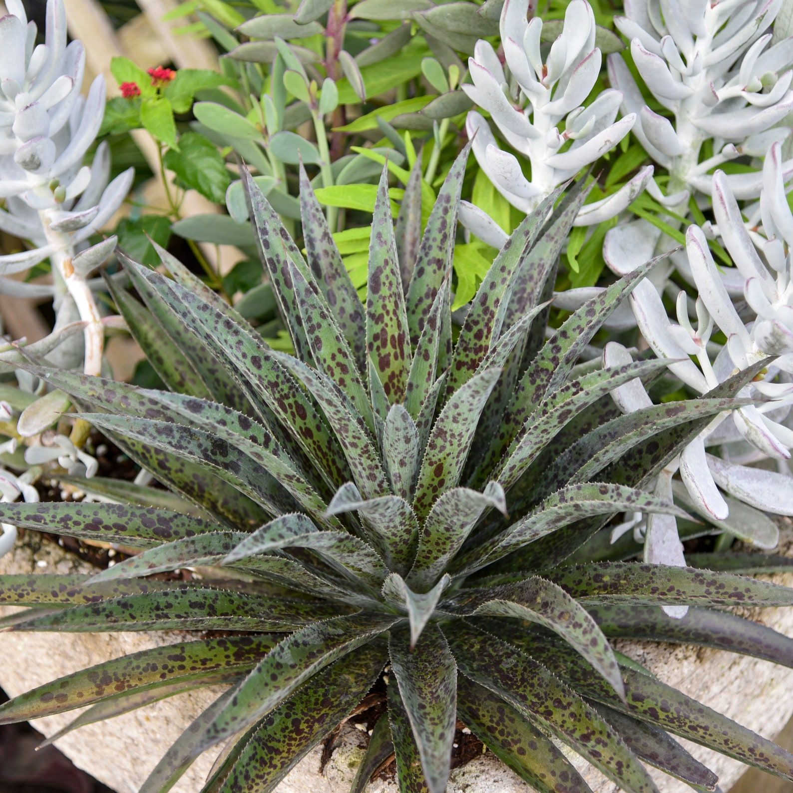 Pineapple Express Mangave NICE STARTER Plant Agave & Manfreda Hybrid ...