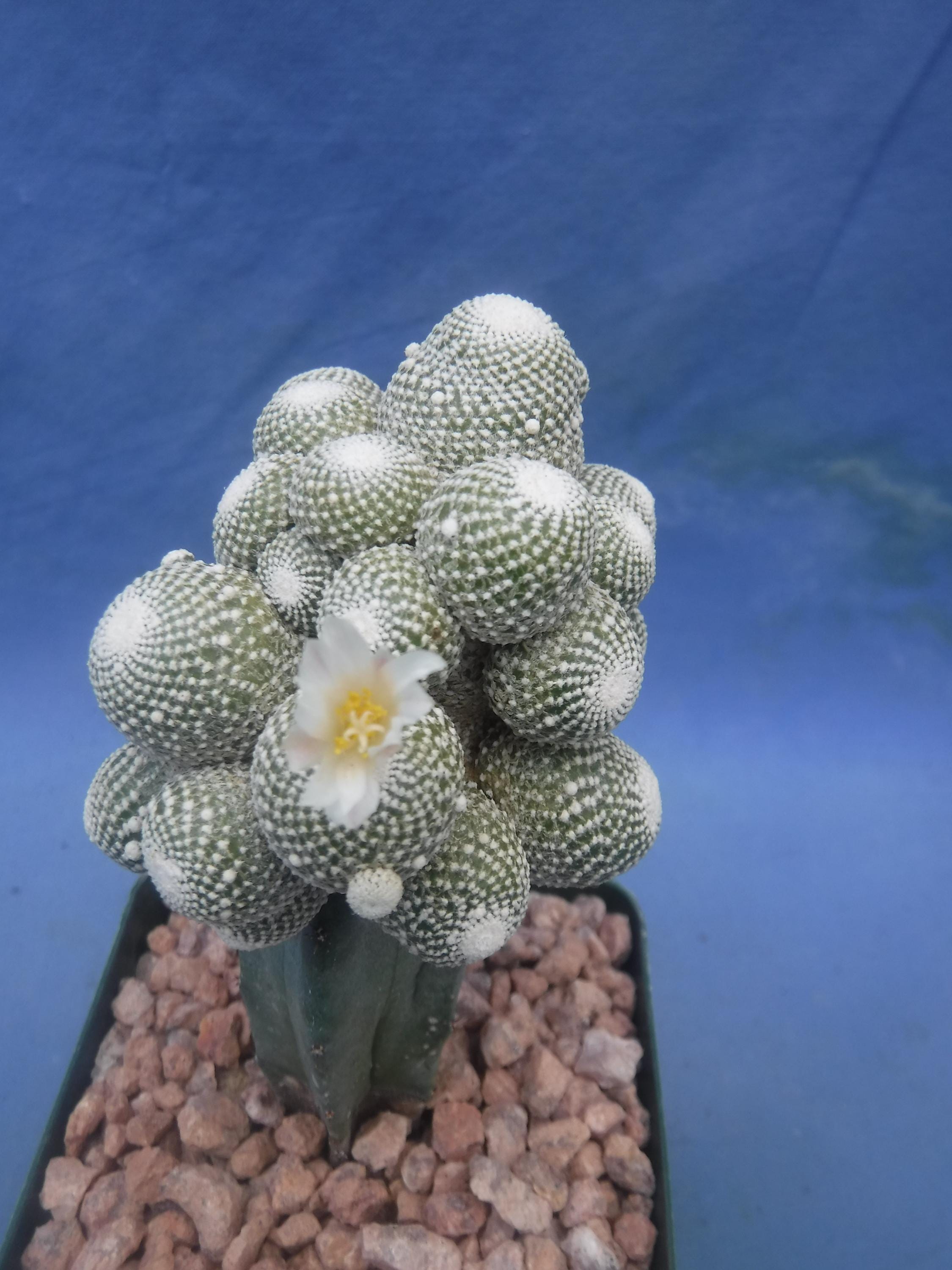 kaktus bar münchen Echinopsis Eyriesii Aurea Variegata Cristata | organically grown succulent  plants main image 0
