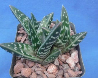 Aloe variegata 3 (THREE!) Starter Plants 3.25" Pot Size Succulent House Plant