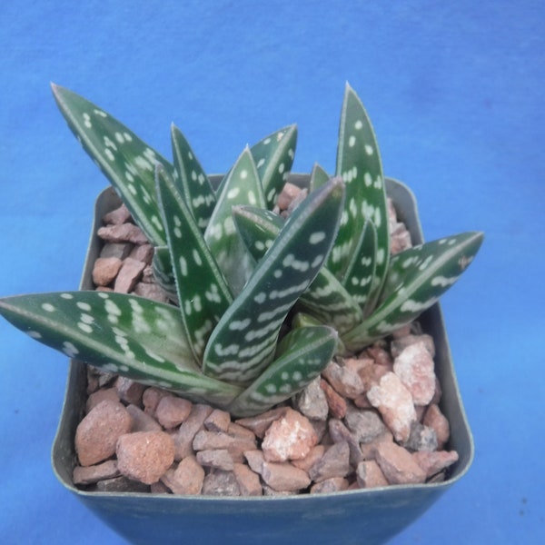 Aloe variegata 3 (TRZY!) Rośliny startowe Soczysta roślina domowa o wielkości doniczki 3,25 cala