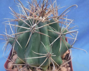 Ferocactus wislizeni Cactus True Species! 3"-4" Wide 3.25" Pot Size
