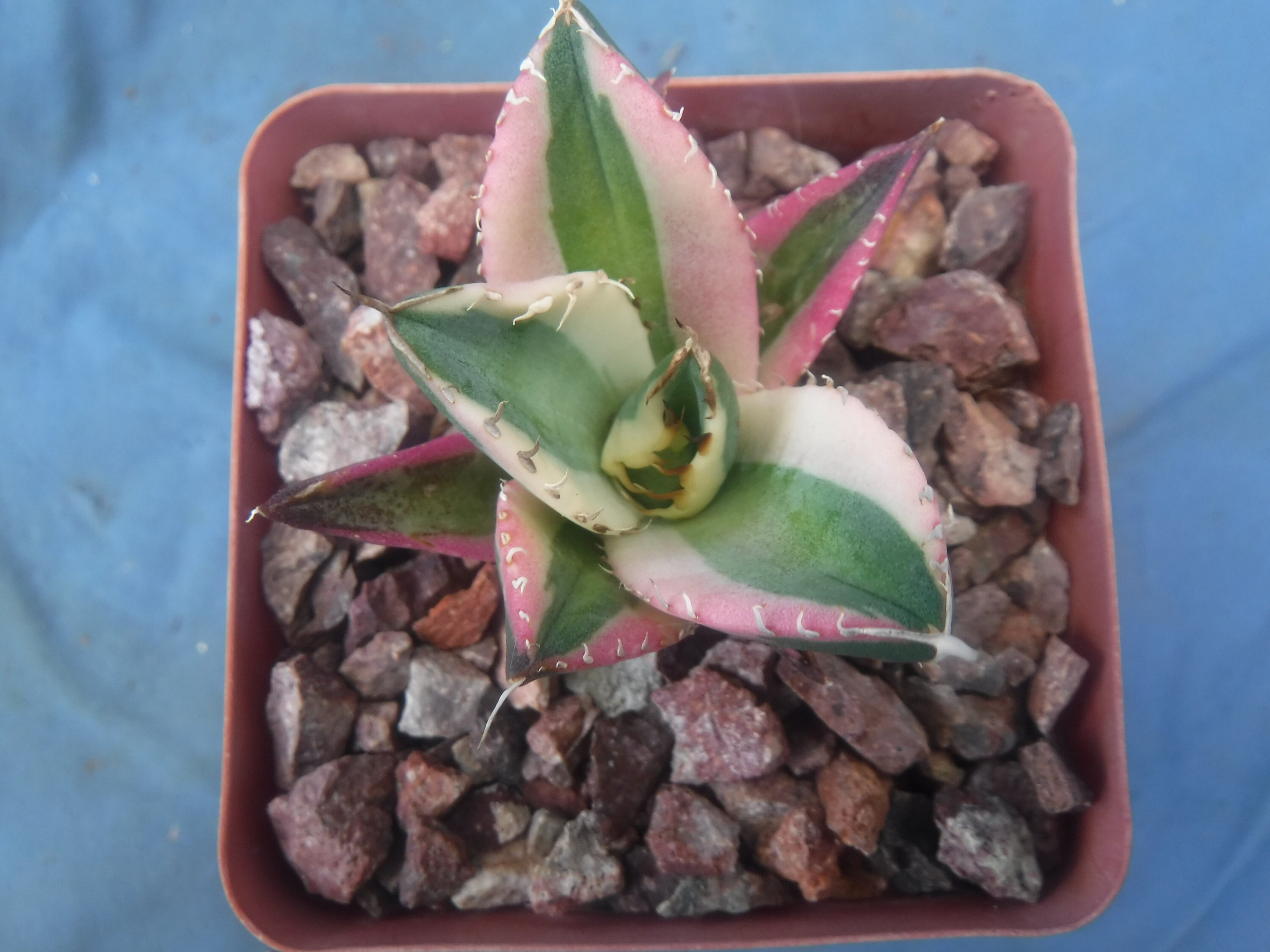 Agave Titanota 