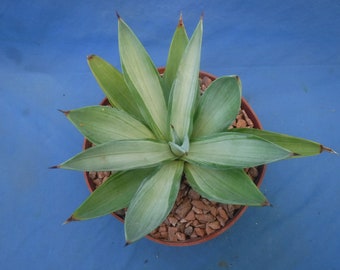 Agave desmettiana "Quicksilver" Variegated Agave Starter Plant 6" to 8" Wide Green/Silverish Color Very Rare!