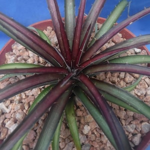 Dyckia Plant - Etsy Canada