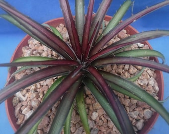 Billbergia vittata ‘Domingos Martins' Billbergia vittata cv. 'Domingos Martins' Double headed