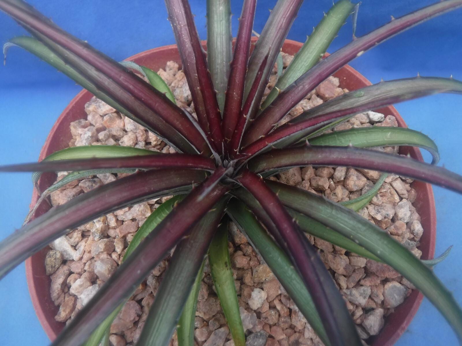 ディッキア Dyckia 'A New Beginning' original ディッキア Dyckia 'A