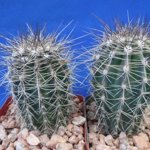 TWO (2) Saguaro Cactus Plants Great Spines 3.25" Pot 3" to 4" Tall Carnegiea gigantea 3-4 Years Old Tucson, AZ Seed Grown!