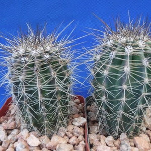 TWO (2) Saguaro Cactus Plants Great Spines 3.25&quot; Pot 3&quot; to 4&quot; Tall Carnegiea gigantea 3-4 Years Old Tucson, AZ Seed Grown!