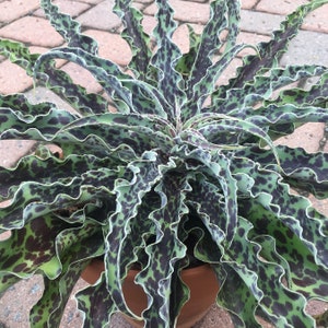 Mint Chocolate Chip Mangave Starter Plant Agave & Manfreda Hybrid 4" to 8" Wide Please READ THE LISTING!