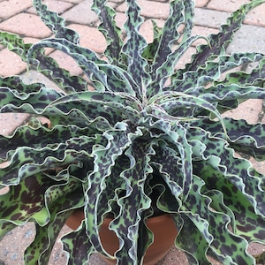 Planta de inicio de Mangave con chispas de chocolate y menta, híbrido de agave y manfreda, de 4" a 8" de ancho *¡Muy limitada!* ¡Por favor, LEA LA DESCRIPCIÓN!
