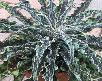 Mint Chocolate Chip Mangave Starter Plant Agave & Manfreda Hybrid 4" to 8" Wide Please READ THE LISTING!