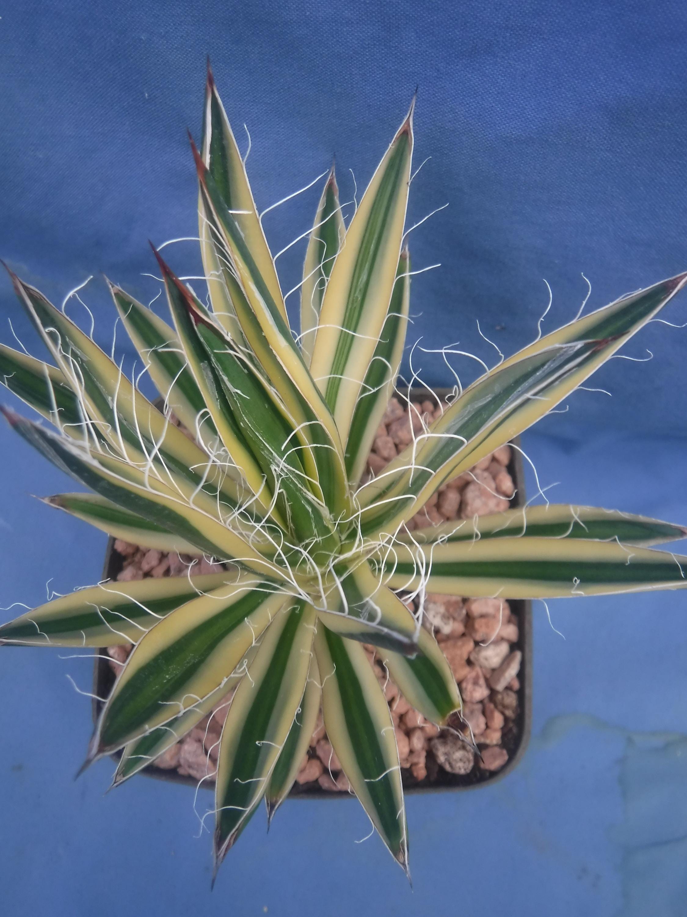 Agave schidigera 