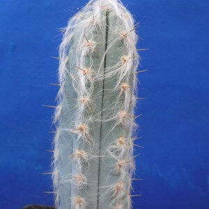 Pilosocereus pachycladus Super Blue Very Hairy Columnar 610 Tall Very BLUE image 2