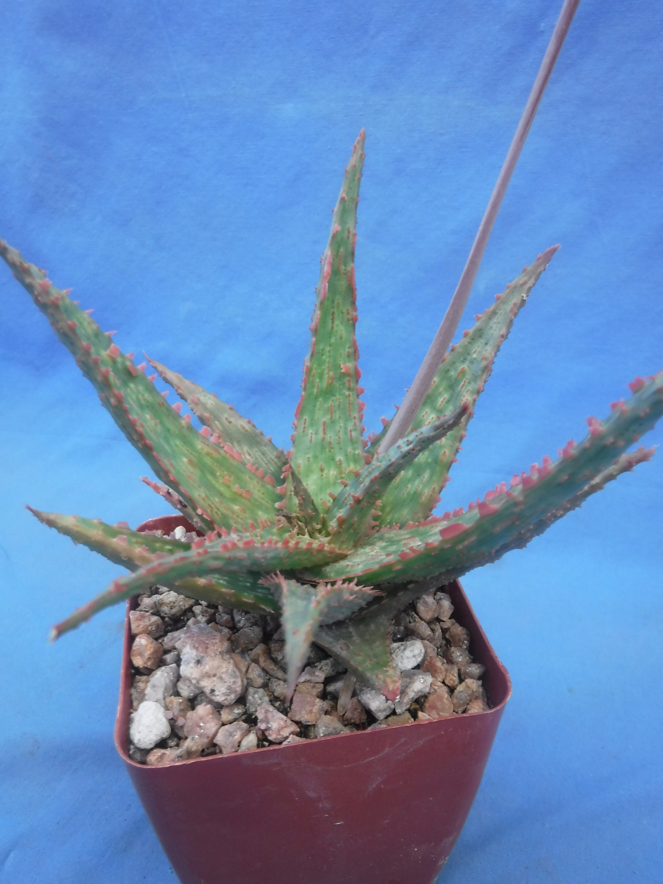 Aloe Hybrid: "spike" 3-4" Plants Easy 2 Grow Succulent Great  Textures/colors Kelly Griffin Hybrid - Etsy Canada