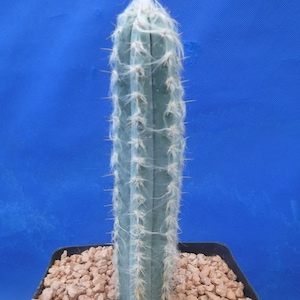 Pilosocereus pachycladus Super Blue Very Hairy Columnar 610 Tall Very BLUE image 4