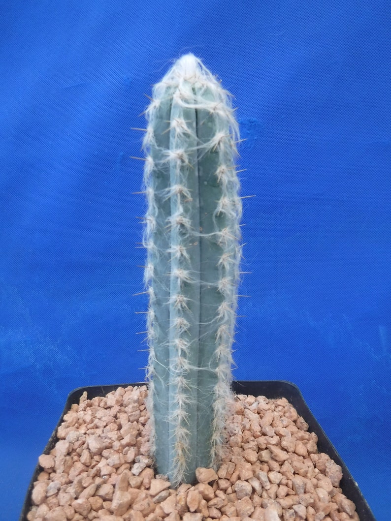 Pilosocereus pachycladus Super Blue Very Hairy Columnar 610 Tall Very BLUE image 4