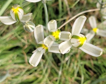 Ornithogalum osmynellum Augrabies Hills one small cluster of bulb rare SA bulb Ornithogalum osmynellum Augrabies Hills one small cluster of bulb rare SA bulb