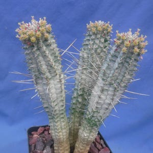 Euphorbia mammillaris VARIEGATED Succulent Cactus 5&quot; to 8&quot; Tall YELLOW Blooms 3 pieces