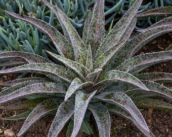 Freckles & Speckles Mangave STARTER Plant Agave/Manfreda Hybrid Great COLORS! Starting to color up! 3" to 5" Wide Plants