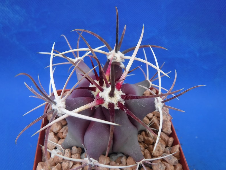Ferocactus emoryi Cactus Plant - Thumbnail 3