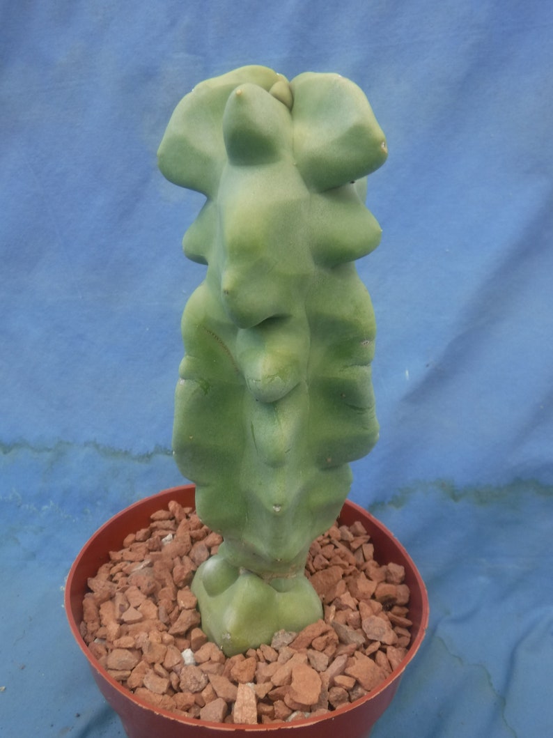 Totem Pole Monstrosus Cactus WElRD No SPINES 610 Tall 2/Landscaping DISCOUNT BLOWOUT Look at Pictures Please Read Listing image 5