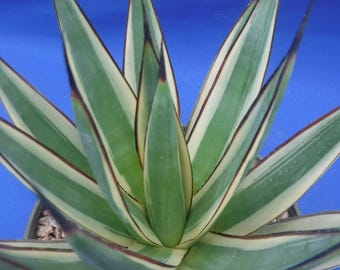 Agave Titanota 'caesar' - アガベ チタノタ “シーザー” - 凱撒嚴龍