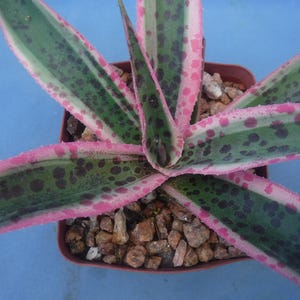 Snow Leopard Mangave 6&quot; to 8&quot; Wide STARTER Plant Agave/Manfreda Hybrid Great Variegated Succulent BRIGHT VARIEGATION & Pink Spots!