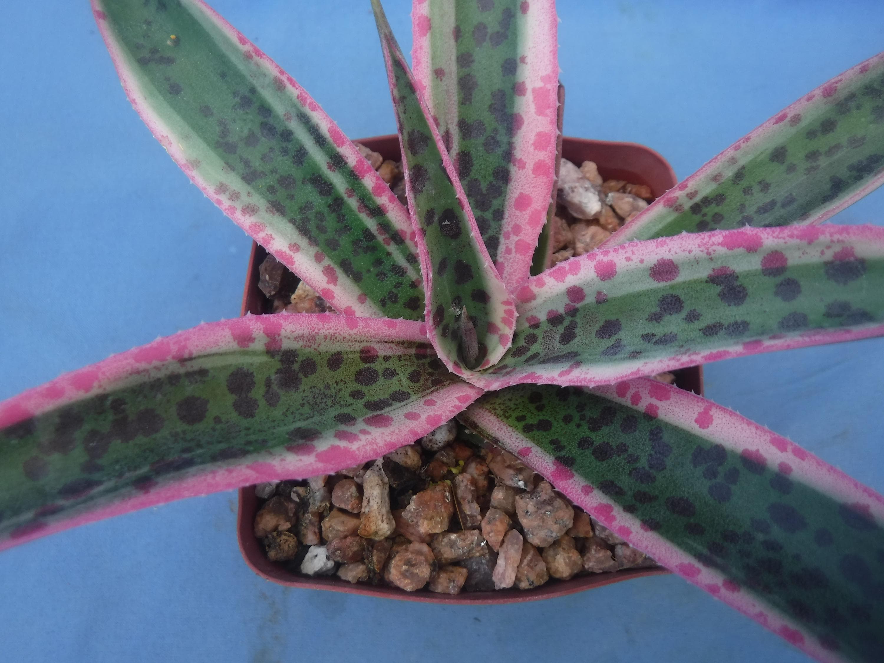 Snow Leopard Mangave 6" to 8" Wide STARTER Plant Agave/Manfreda Hybrid Great Variegated Succulent BRIGHT VARIEGATION & Pink Spots!