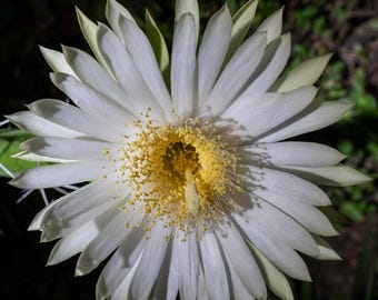 Acanthocereus tetragonus ¡4 esquejes! ¡Flor blanca enorme de 20 cm, 28 cm, 38 cm y 40 cm de altura! ¡Precio rebajado! ¡Lea la descripción! E2