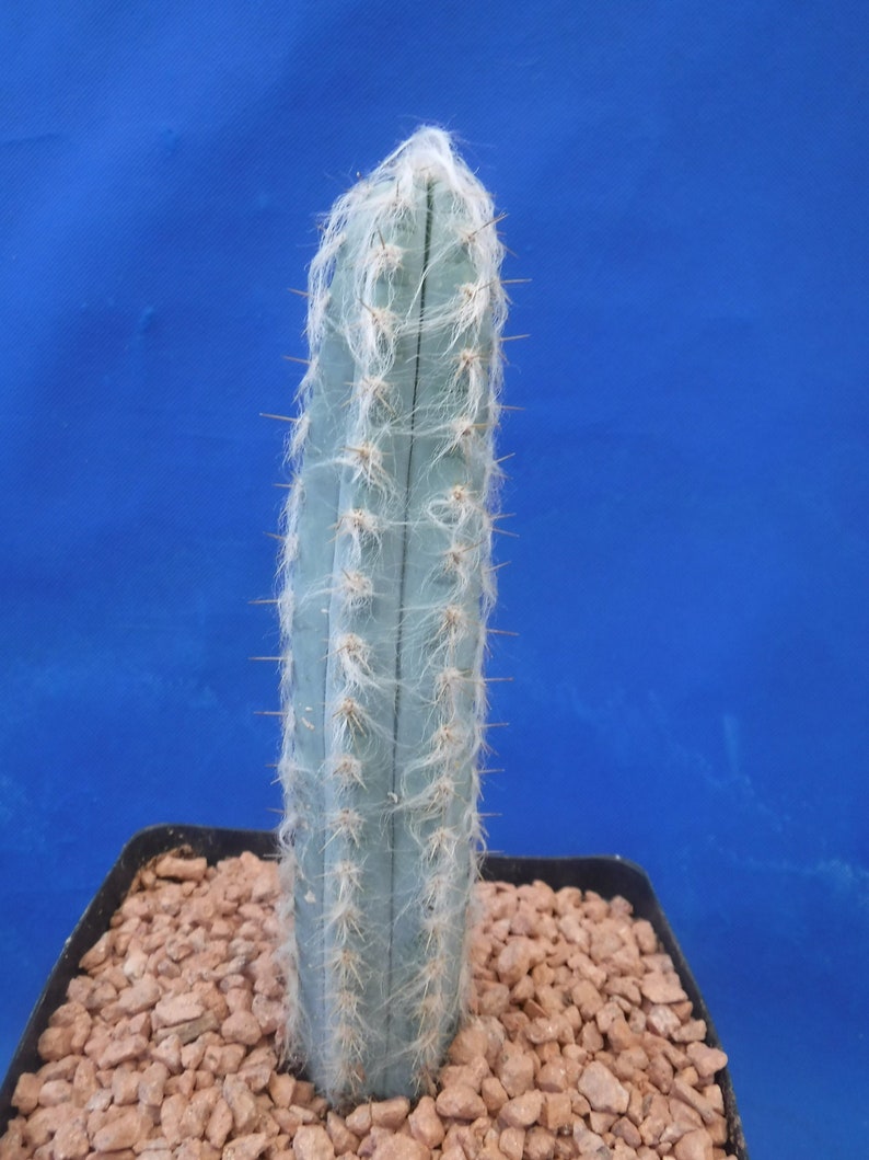 Pilosocereus pachycladus Super Blue Very Hairy Columnar 610 Tall Very BLUE image 1